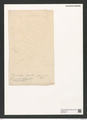 Holossionema [?] sp. Zeichnungen Sammlung Grunow (NHMW-BOT-W0379724)